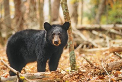 Beehives: Pests, Diseases and Other Problems Image